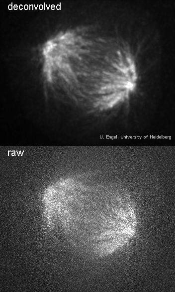 Spindle before and after deconvolution