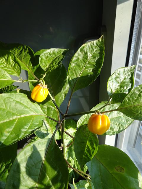 ripening-chili