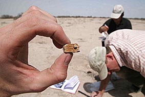 Salzeinschlüsse in geschichteten Tonmineralen von Aralseeböden
