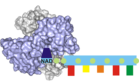Model of the NudC enzyme