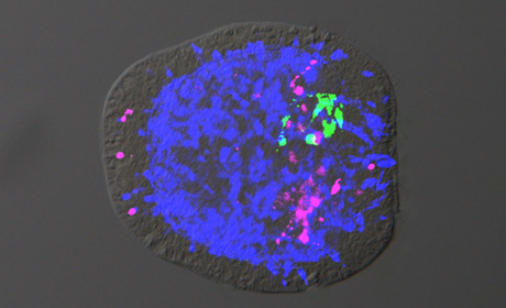 Nematostella vectensis embryo
