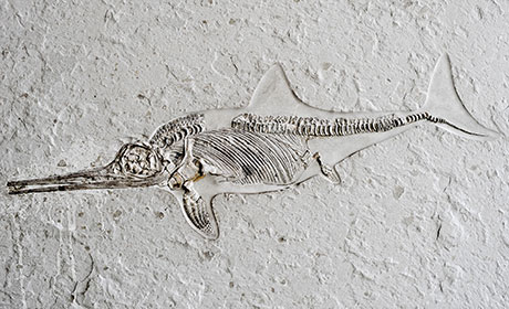 Fossil eines Fisches aus der Geologisch-Paläontologischen Sammlung