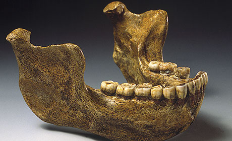 Der 1907 in einer Sandgrube bei Mauer entdeckte Unterkiefer des Homo heidelbergensis