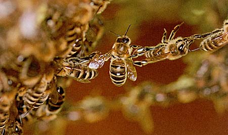 Honigbienen bei der Schwarmbildung