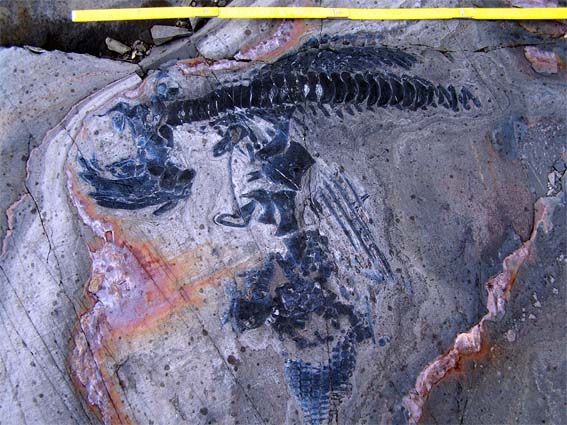 Skelett eines Ichthyosauriers aus dem Torres del Paine-Nationalpark