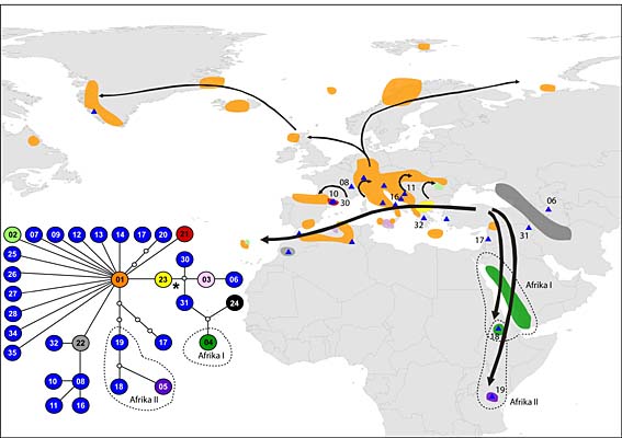 Die Verbreitung von Arabis alpina, der Alpengänsekresse, über den euroasiatischen und afrikanischen Raum lässt sich anhand der mütterlich vererbten Chloroplasten-DNS nachvollziehen. Die relative Verwandtschaft ist im Netzwerk aufgezeigt (im Bild links unten; * = vermutlicher evolutionärer Ursprung). Die kleinen Dreiecke repräsentieren Typen von Chloroplasten-DNS, die im gesamten Datensatz nur einmal aufgetreten sind.