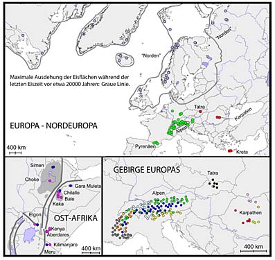 Die Grafik zeigt die genetische Zugehörigkeit von Populationen der Alpengänsekresse in unterschiedlichen Gebirgsregionen und anderen Großräumen. Die Daten dafür stammen aus der Analyse der im Kern enthaltenen Erbsubstanz.