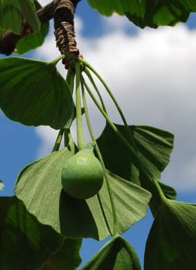 „Frucht“ des Gingko-Baumes, aufgenommen im Botanischen Garten der Universität Heidelberg