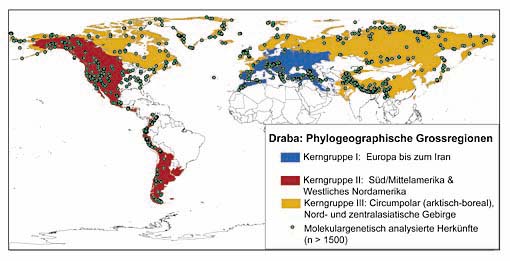 Die Verbreitung des Hungerblümchens (Gattung Draba). Mit den Farben blau, rot und gelb unterlegt ist die stammesgeschichtliche Zuordnung zu einer der drei evolutionären Hauptlinien.