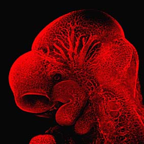 Im Detail: der Embryo einer Maus und seine Blutgefäße