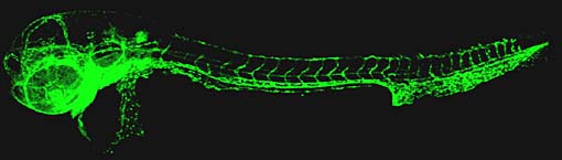 Der Embryo eines Zebrafisches, zwei Tage nach der Befruchtung: Die genetisch veränderten Tiere produzieren ein grün fluoreszierendes Protein ausschließlich in den Endothelzellen der Blutgefäße. Die Wissenschaftler können das Wachstum der Blutgefäße auf diese Weise über lange Zeit hinweg mithilfe eines Fluoreszenzmikroskops studieren.
