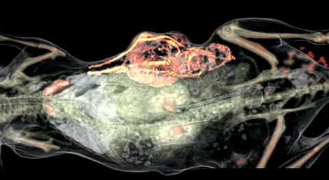 Klare Verhältnisse: Hochauflösende bildgebende Verfahren machen das Skelett und die inneren Organe im Körper einer Maus deutlich sichtbar. Ebenso deutlich zu erkennen ist der Tumor in der Flanke. Aufgrund der massiven Entwicklung neuer Blutgefäße (rot, gelb) wird die Geschwulst extrem gut mit Blut versorgt.