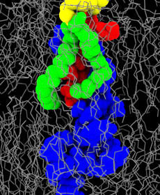 Transmembranprotein