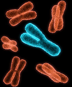 Chromosomen