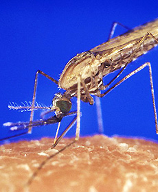 Malaria-Moskito beim Stechen