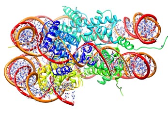 Die erste „Verpackungseinheit“ ist das Nukleosom, ein Komplex aus DNS und Proteinen.