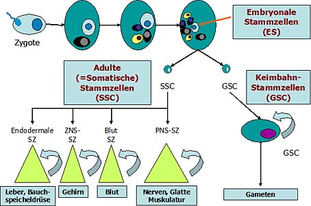 Die Entwicklung von embryonalen, adulten und Keimbahn-Stammzellen (SZ)