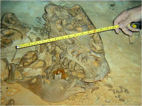 Das Skelett eines Riesenfaultiers fanden die Forscher in der Unterwassserhöhle Sac Actun.