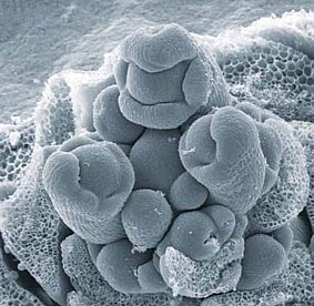 Die Stammzellen der Pflanzen sind in spezialisierte Gewebe, die „Meristeme“, eingebettet.