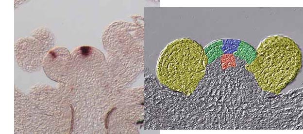 Schaut man sich den Bau pflanzlicher Stammzellzentren genauer an, sind Zonen mit Zellen unterschiedlicher Funktion zu erkennen.