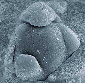Ein Sprossmeristem: das Stammzellzentrum für alle oberirdisch wachsenden Teile der Pflanze