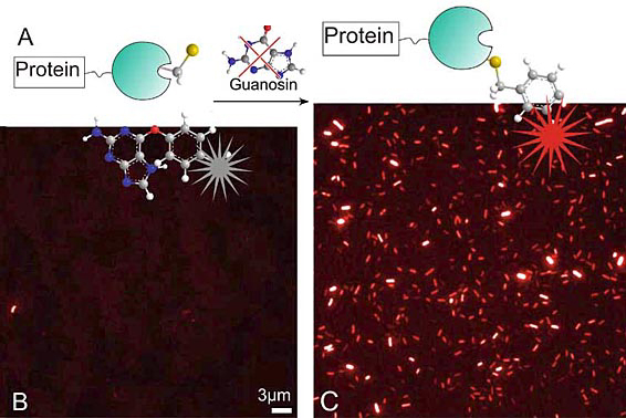 Auch Proteine lassen sich mit fluoreszierenden Sonden markieren.