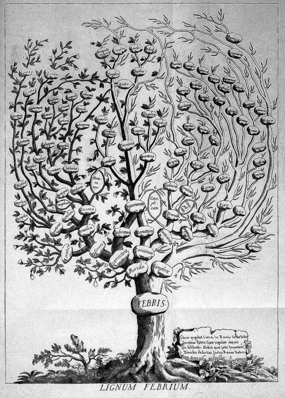 Francisco Torti, Therapeutice specialis: tree of fevers