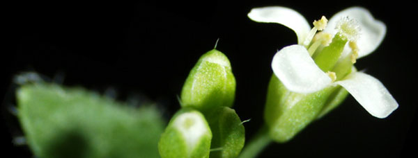 Arabidopsis thaliana, Credit: Sui-setz / Wikimedia (CC BY-SA 3.0)