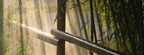 Botanischer Garten Bambus 460x175