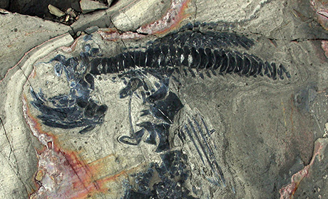 Fossilfund