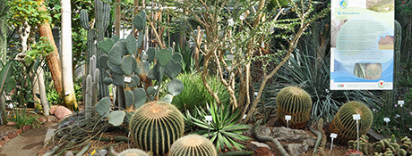 Kakteen Botanischer Garten 460x175