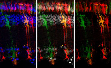 Confocal microscopy image of a section through the medaka fish retina. Single Müller glia and photoreceptor cells are labelled in different colours by a genetic system (red, green, yellow). Atoh7 expression in Müller glia cells leads a regeneration response in the absence of injury, including expansion of the cell soma and neurogenic cluster formation.