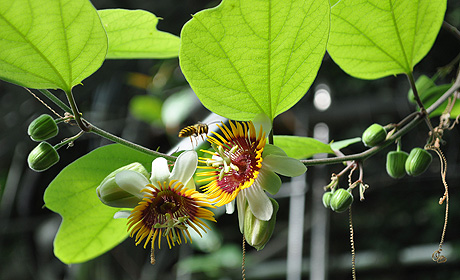 Passiflora holosericea