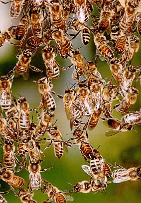 Miteinander kooperierende Bienen