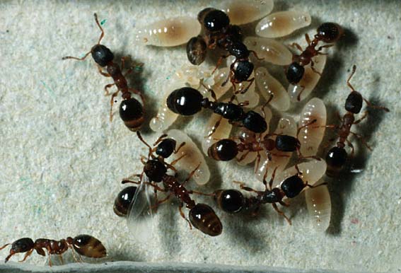 Zwischen ehrlichen Signalen und Lüge: Kommunikation bei Ameisen