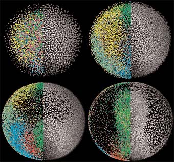 The montage shows the zebrafish digital embryo (left halves, colors encode movement directions of cells) and the microscopy data (right halves) at different time points in zebrafish development. 