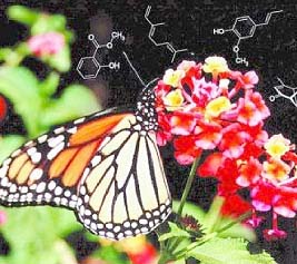 Schmetterlinge werden von Düften angelockt: Hier labt sich ein 