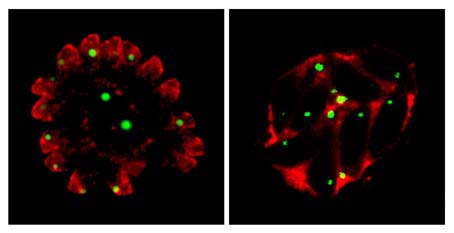 Mikroskopische Einblicke in den Erreger der Toxoplasmose: Ist das Dynamin B (grün gefärbt) funktionstüchtig, werden wichtige Eiweißstoffe (rot gefärbt) innerhalb des Parasiten an die richtigen Stellen transportiert und es können sich wichtige Zellstrukturen ausbilden (linkes Bild). Ist das Dynamin B gestört, dann bilden sich fehlerhafte Zellstrukturen innerhalb des Erregers. Der Parasit kann seine Wirtszelle nicht mehr verlassen und sich nicht weiter vermehren.