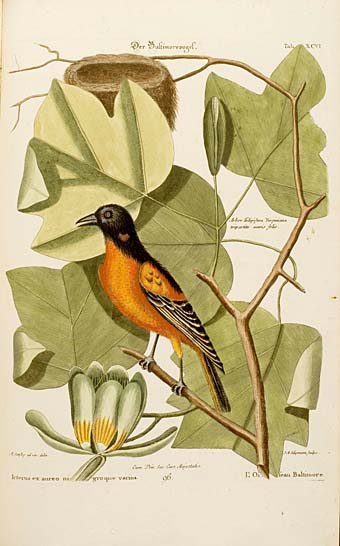 Seligmann, Sammlung verschiedener ausländischer und seltener Vögel, Nürnberg 1792, Der Baltimorevogel. 