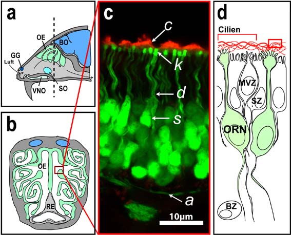 Das Riechsystem der Maus besteht aus mehreren chemosensorischen Organen in der Nasenhöhle (a,b). Das größte dieser Organe ist das olfaktorische Epithel (OE). Es leitet Geruchsinformationen an den Riechkolben (Bulbus olfactorius, BO) des Gehirns weiter. Mit dem vomeronasalen Organ (VNO) nimmt die Maus Signalstoffe auf. Die Funktion des Grünebergganglions (GG) und des Septalorgans (SO) ist noch nicht genau verstanden. Der Gewebeschnitt durch das olfaktorische Epithel (c) zeigt grün gefärbte Riechzellen. Zu erkennen sind die Zellkörper (S), Dendriten (d), Cilienköpfe (k) und die chemosensorischen Cilien (c). Am unteren Ende der Zellen sind die Nervenfortsätze (Axone, a) zu sehen, die das Ausgangssignal zum Gehirn leiten. Die schematische Darstellung (d) zeigt verschiedene Zelltypen des olfaktorischen Systems. 