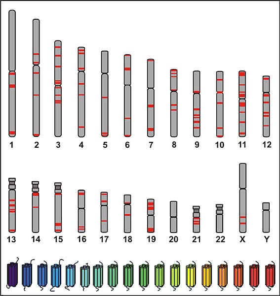 Auf fast allen Chromosomen des Menschen finden sich Gene für Duftstoffrezeptoren (rote Bänder).  Alle Rezeptoren haben die gleiche Grobstruktur, in ihrer Feinstruktur unterscheiden sie sich jedoch erheblich: Jeder Rezeptor erkennt einen anderen Duftstoff.