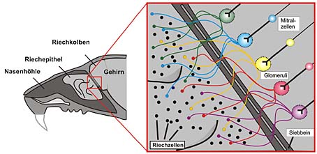 Die Abbildung zeigt die Verbindung der Nase zum Gehirn. Riechzellen mit gleichem Rezeptortyp sind über das gesamte Riechepithel verstreut, schicken aber Nervenzellfortsätze zur selben Stelle im Riechkolben. Dort wird das Signal von speziellen Hirnzellen (Mitralzellen) übernommen. Sie leiten die Information an höhere Hirnzentren weiter. Die Orte, wo jeweils einige Tausend Riechzellaxone mit einer Mitralzelle verschaltet sind, heißen Glomeruli.