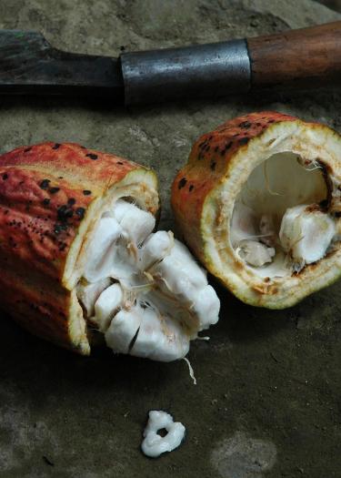 Symbolbild einer aufgeschnittenen Kakaofrucht mit Kakaobohnen