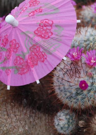 Foto, Kaktus bedeckt mit Papierschirmchen