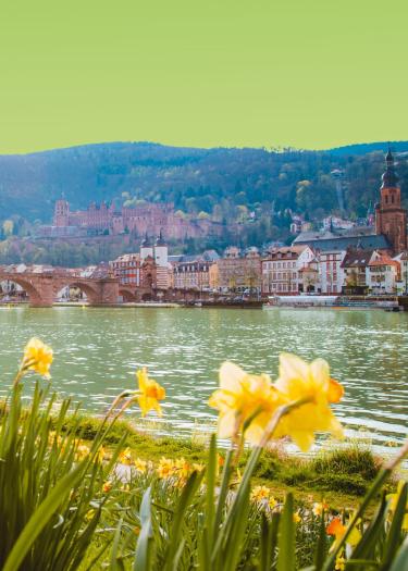 Foto, eingefärbt, Panorama der Heidelberg Altstadt mit Narzissen im Vordergrund